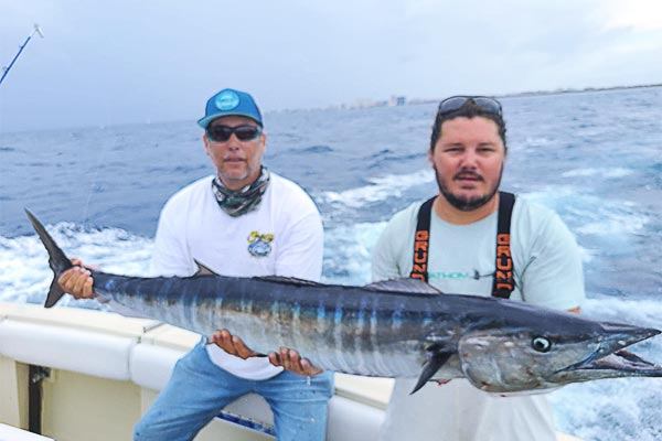 Massive great barracuda caught in Kendall