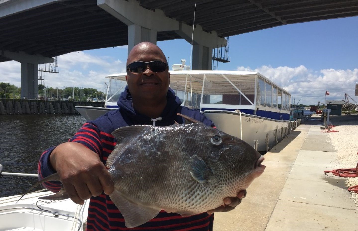 A single grey triggerfish, 17 inches long, caught by a fisherman in Pensacola