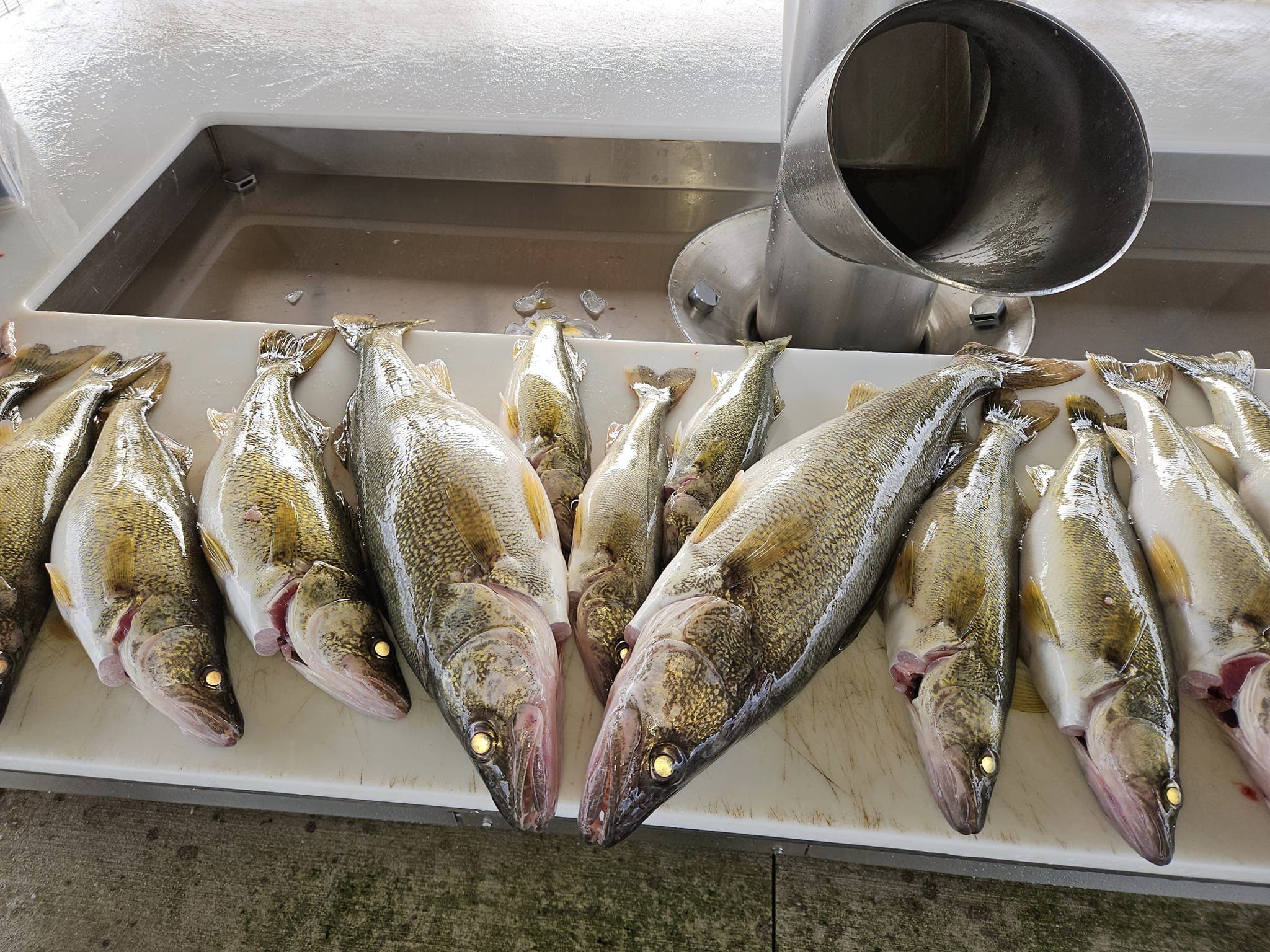 Six fish caught in OH during fishing