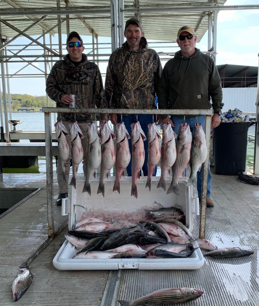 Eight striped bass caught in Kingston