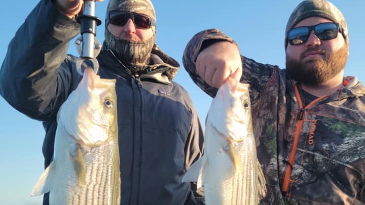 Two white bass fish caught in Alabama