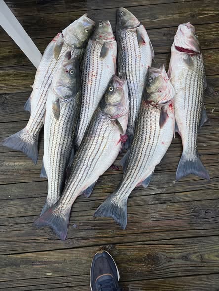 5 striped bass caught on cruises and fishing trip in NJ
