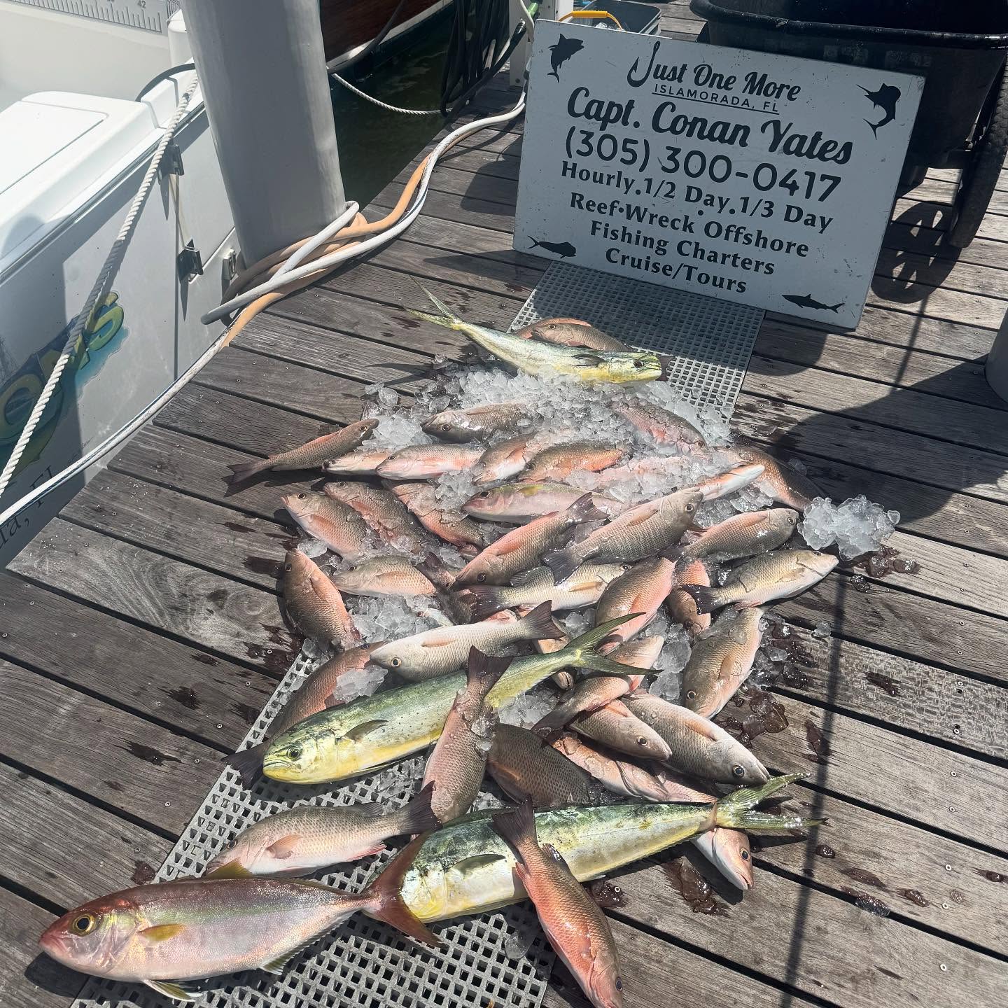 Two fish caught while fishing in FL