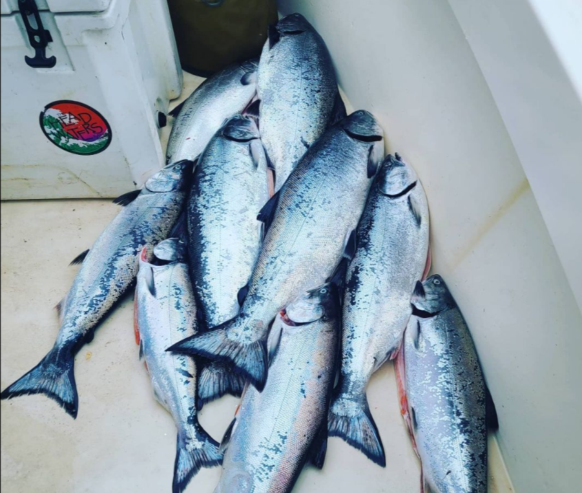 A school of 8 spotted weakfish in the waters of California