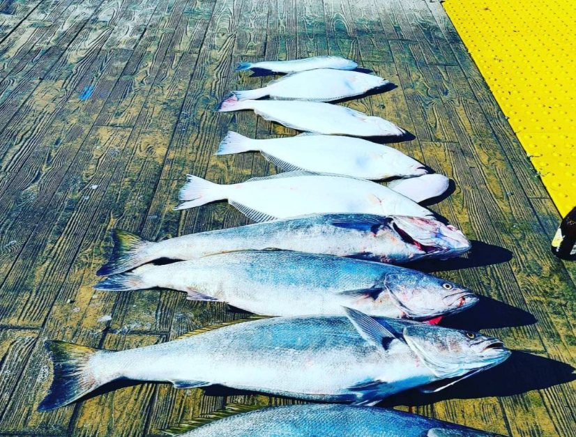 4 fish caught while fishing in CA