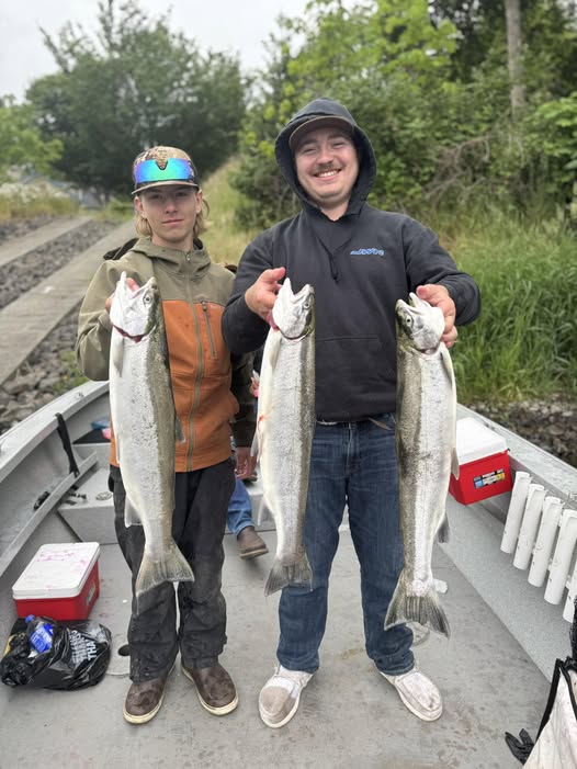 Fresh caught Coho Salmon displayed on fishing boat in Toledo WA
