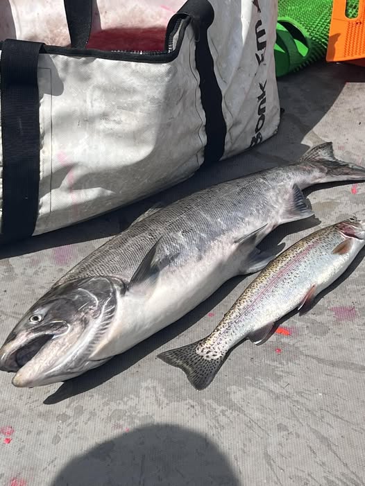 Fresh caught Chinook salmon on boat deck in Toledo WA
