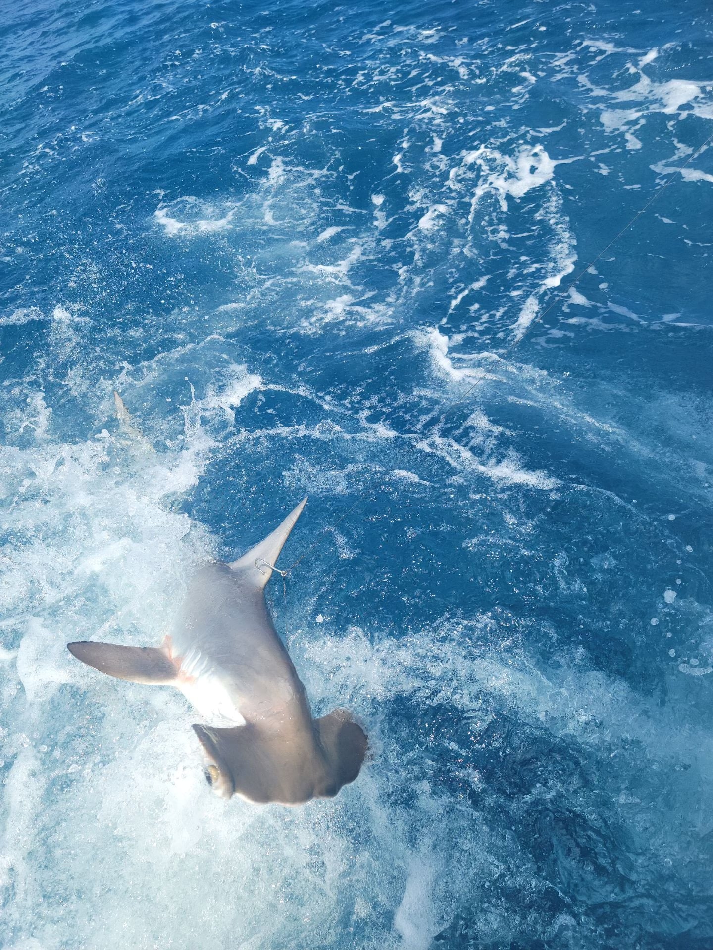 Bonnethead Shark caught during fishing trip in Fort Lauderdale