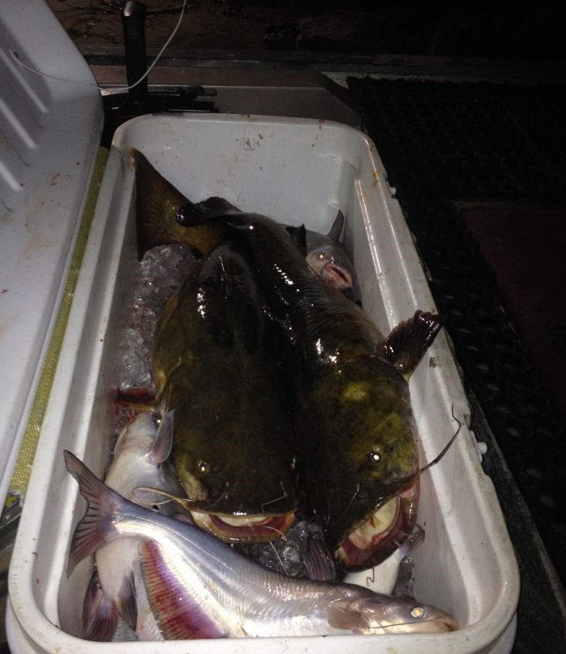 Two Blue Catfish in Alabama