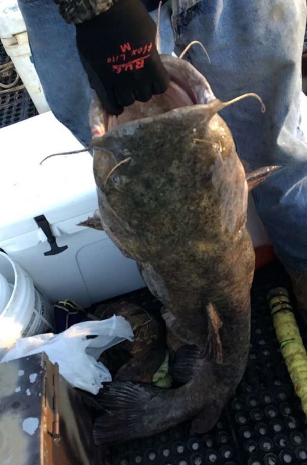 Flathead catfish caught in Northport