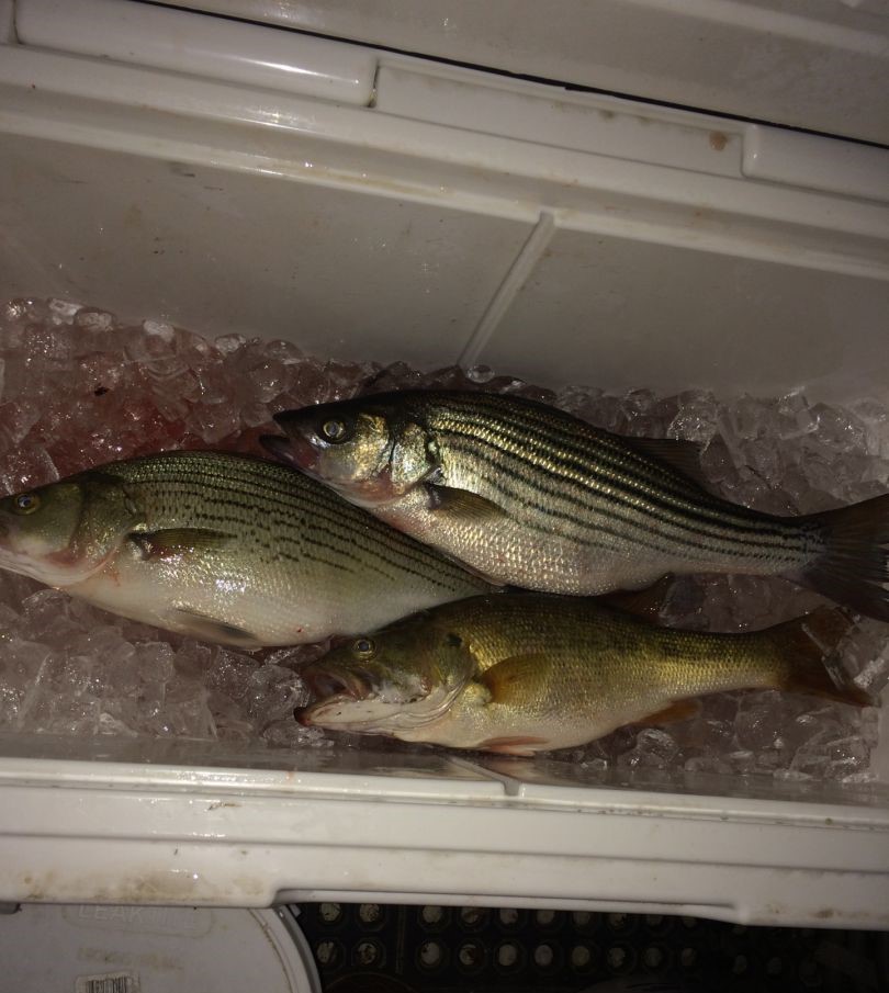 Striped bass caught fishing in AL