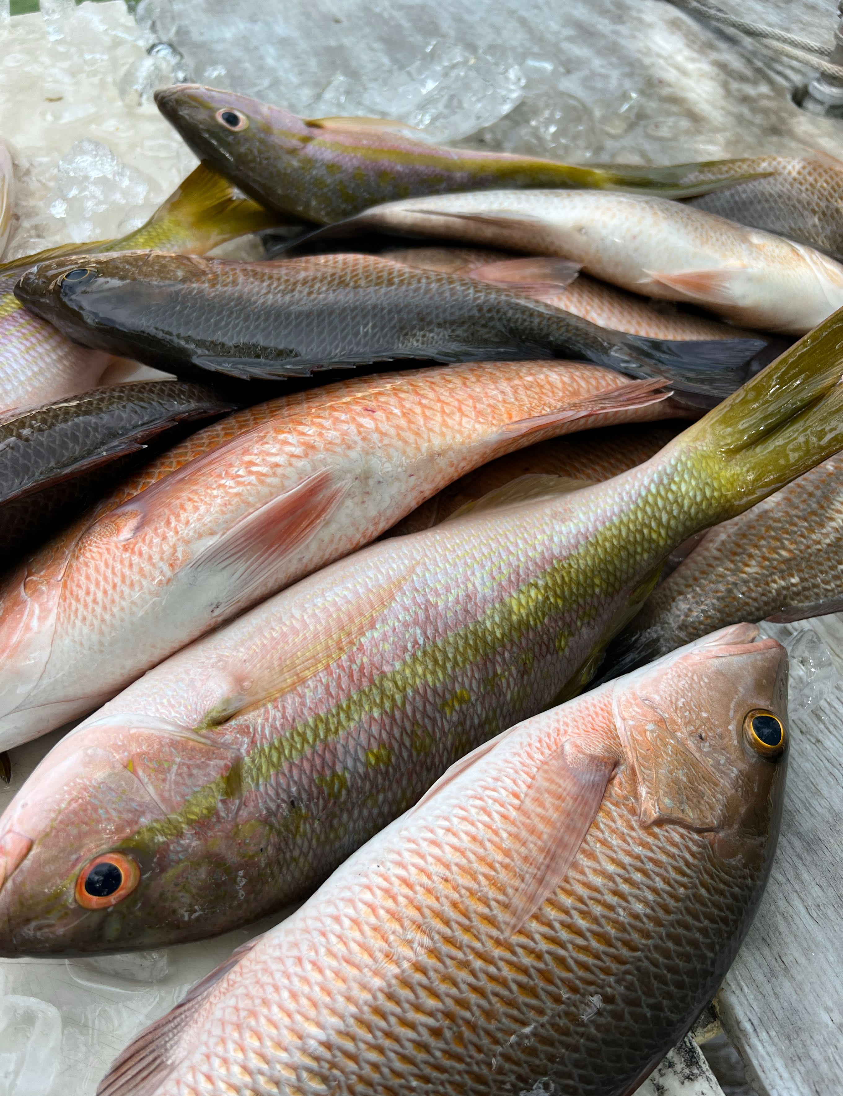 A scenic fishing trip in Islamorada