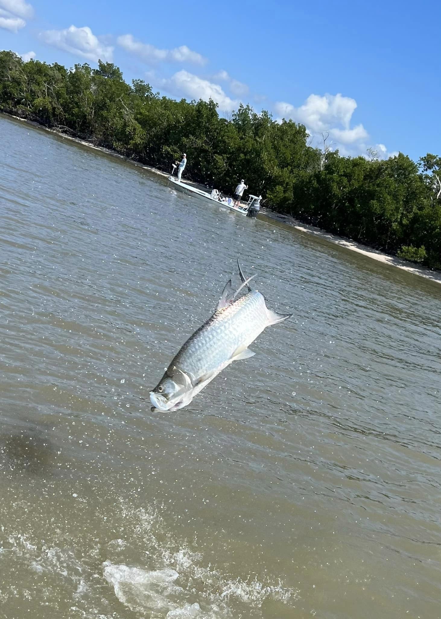 Tarpon fishing in Islamorada