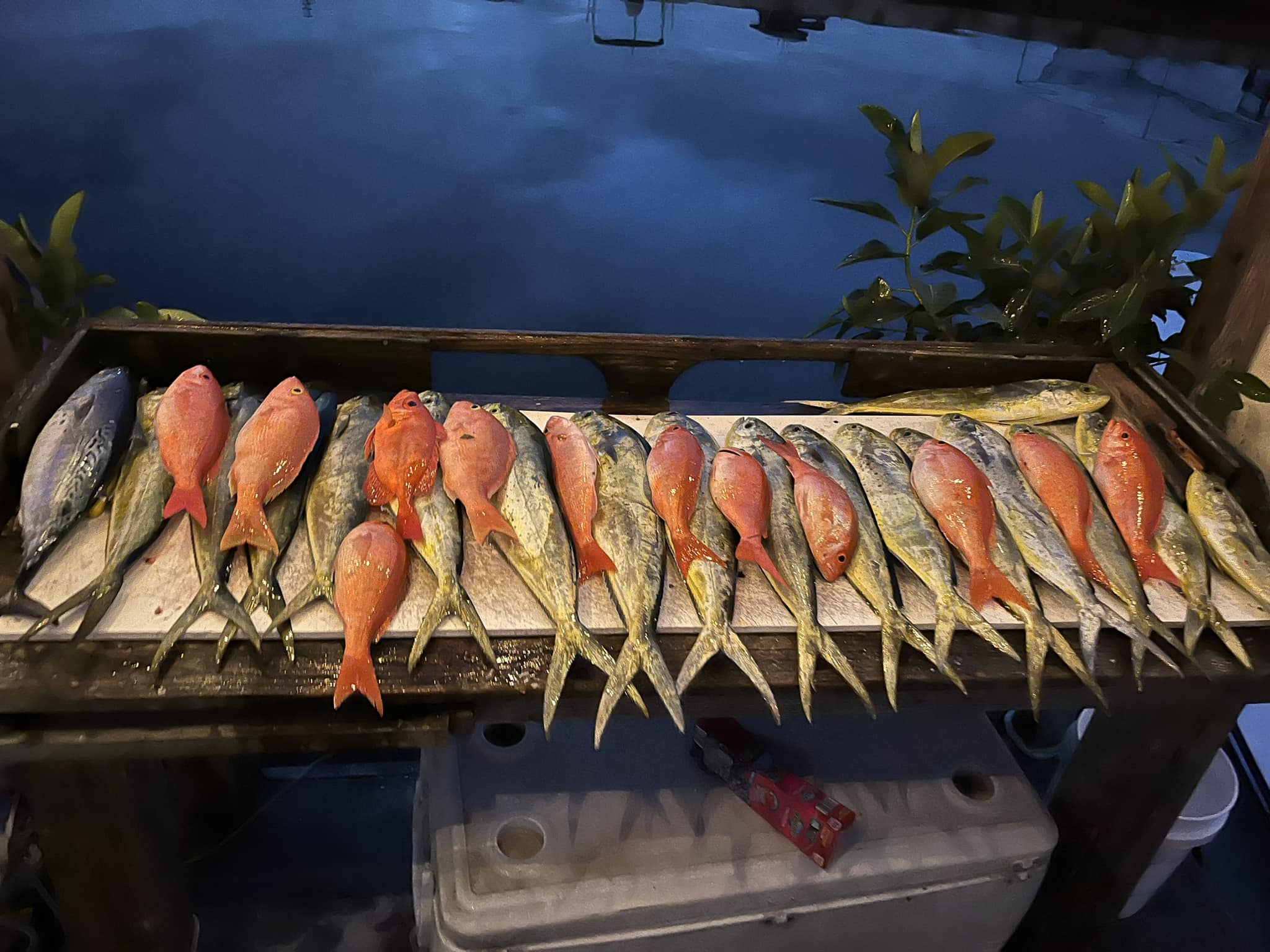 7 little tunny and bluefish caught while fishing in FL