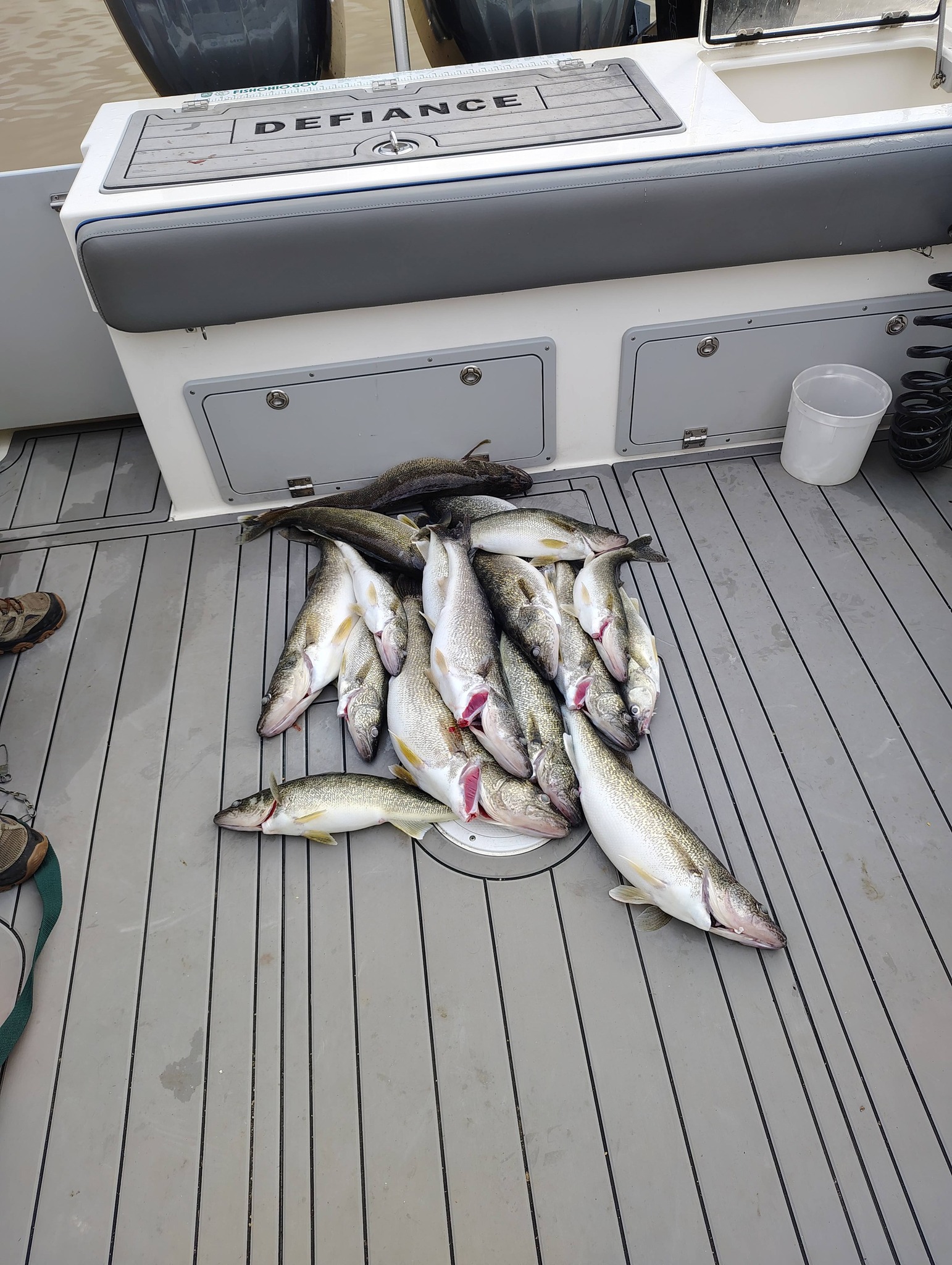 Fresh caught walleye fish displayed on boat deck in Geneva-on-the-Lake OH