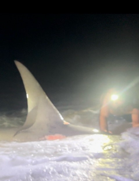 Guided shark fishing trip New Smyrna Beach - inshore adventure targeting blacktip bull sharks