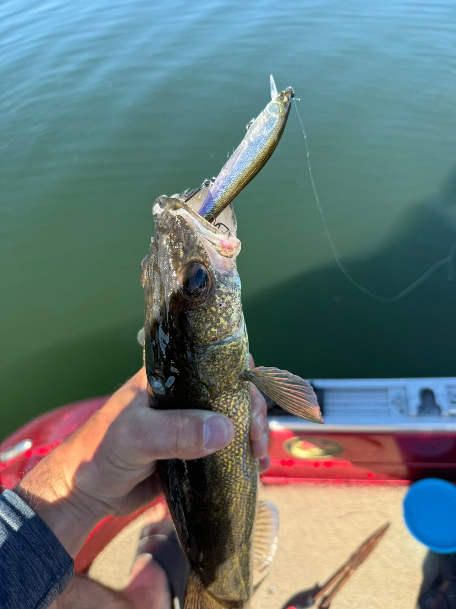 Freshly caught walleye fish with lure in mouth held above boat in Minocqua Wisconsin