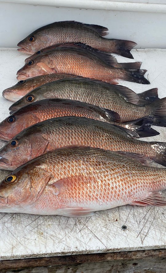 5 grey snapper fish in Bradenton