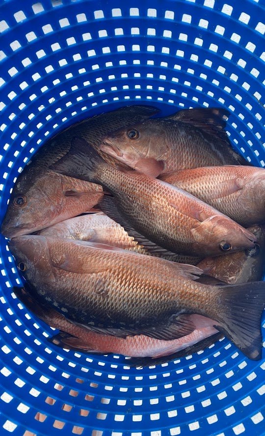Three grey snapper fish caught in FL