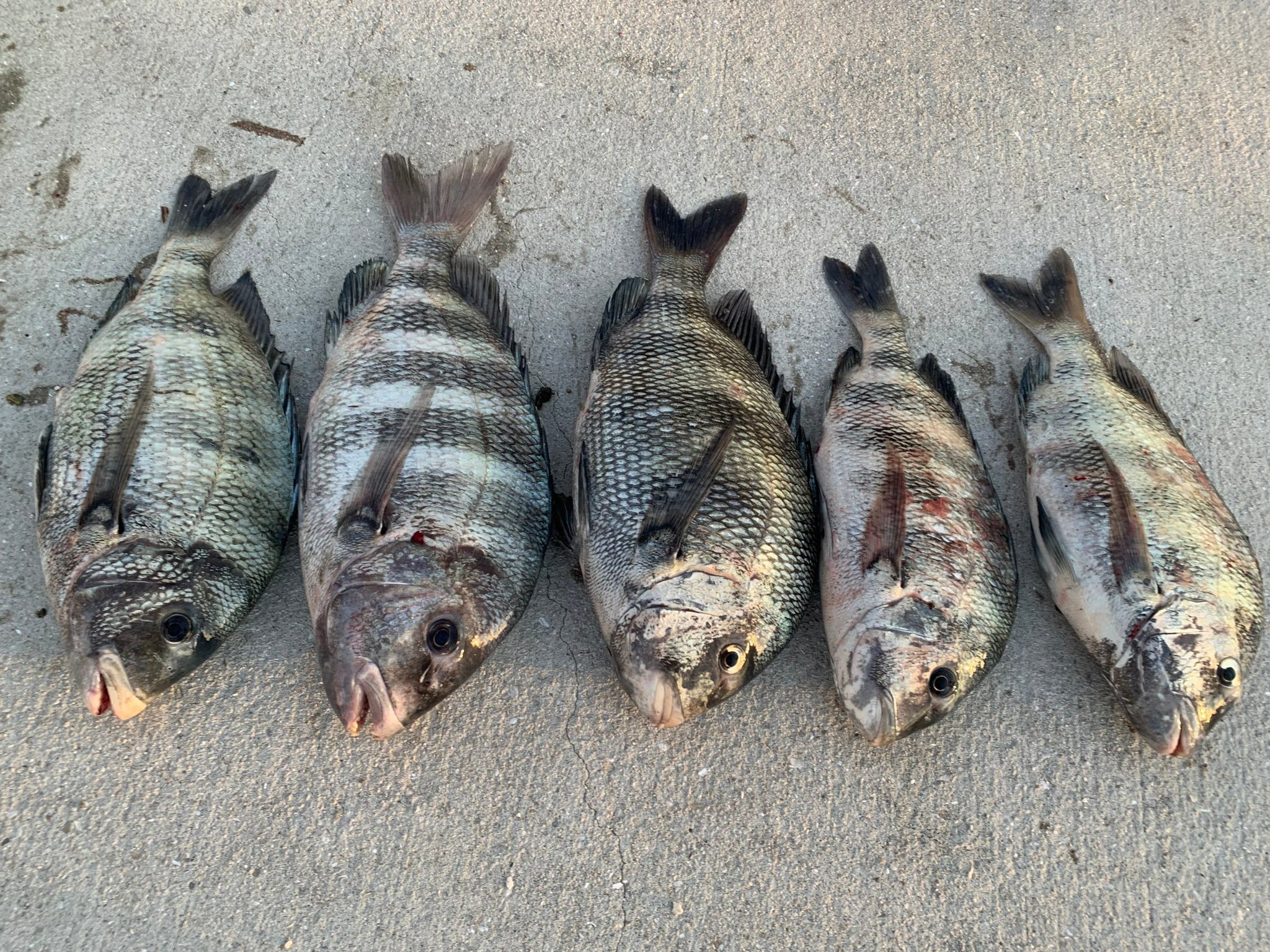 Five sheepshead fish arranged on sandy beach in Port Orange Florida