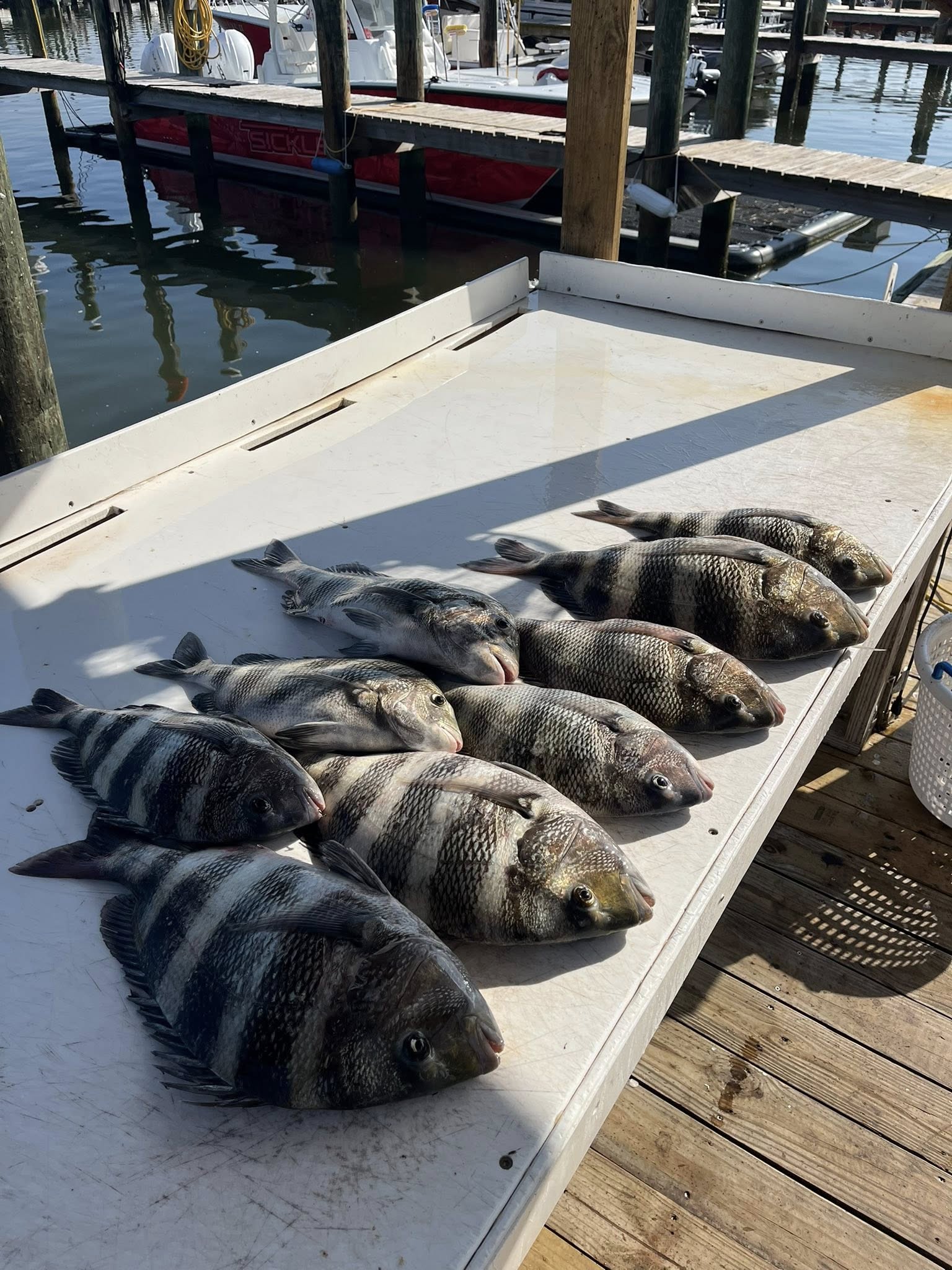 Nine fresh caught sheepshead fish arranged on boat cleaning station at Fort Morgan AL marina