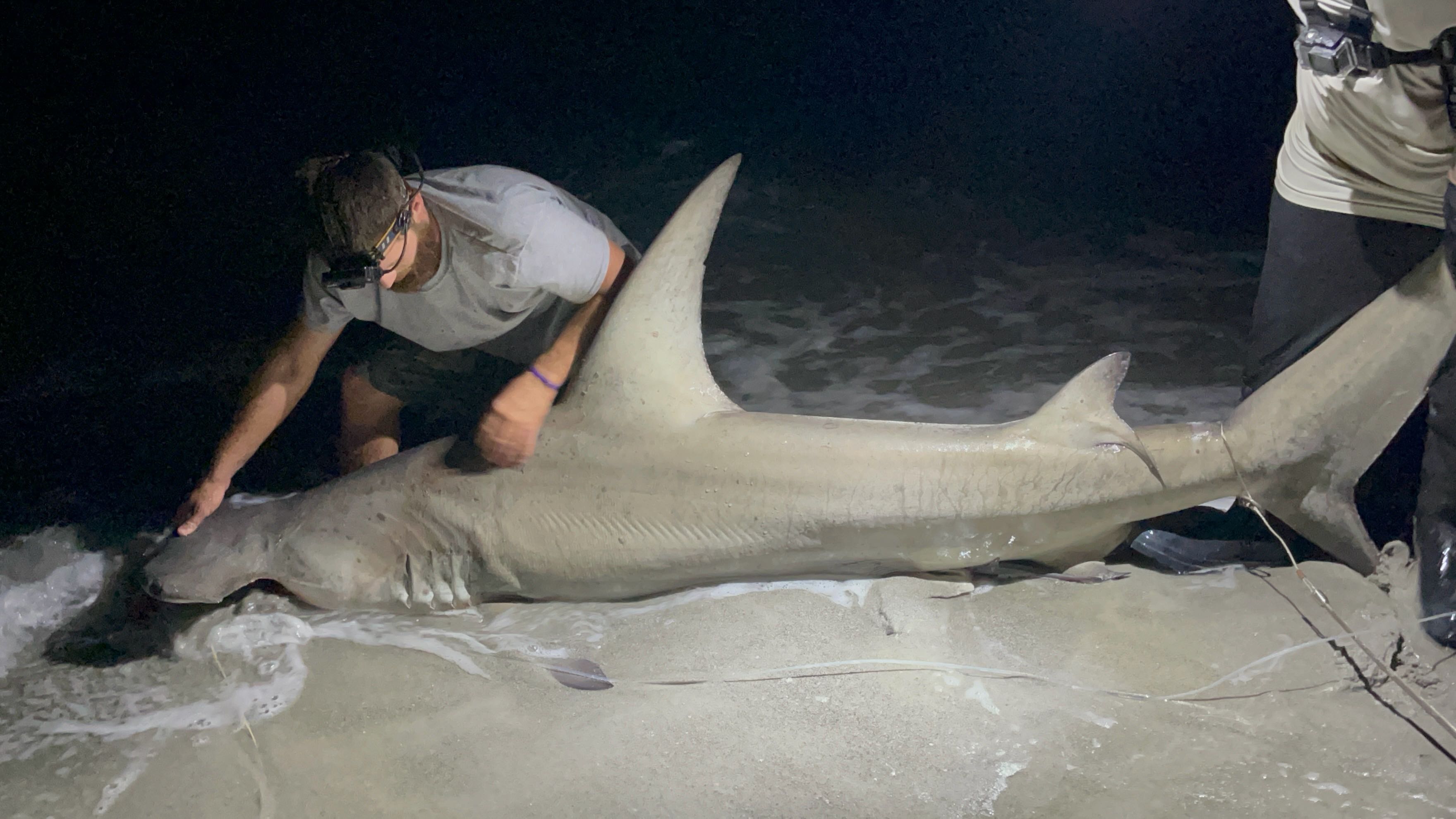 Large shark caught during night fishing in Sanibel FL