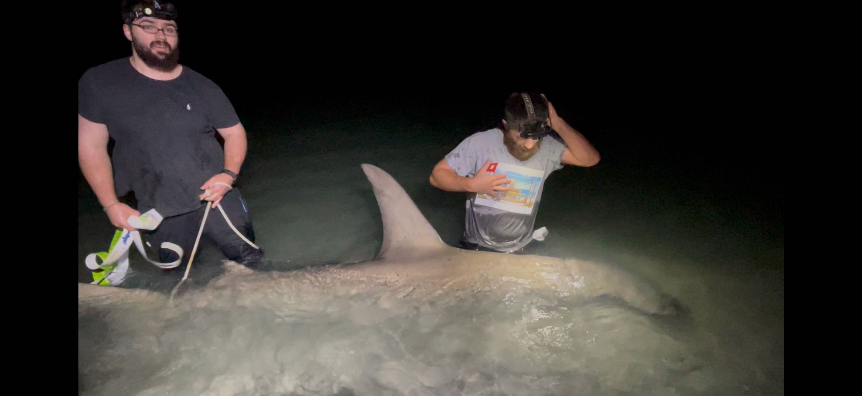 Large shark caught during nighttime fishing in Sanibel FL