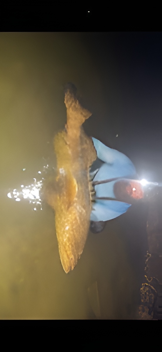 Fish caught underwater in Sanibel FL with diving fins visible
