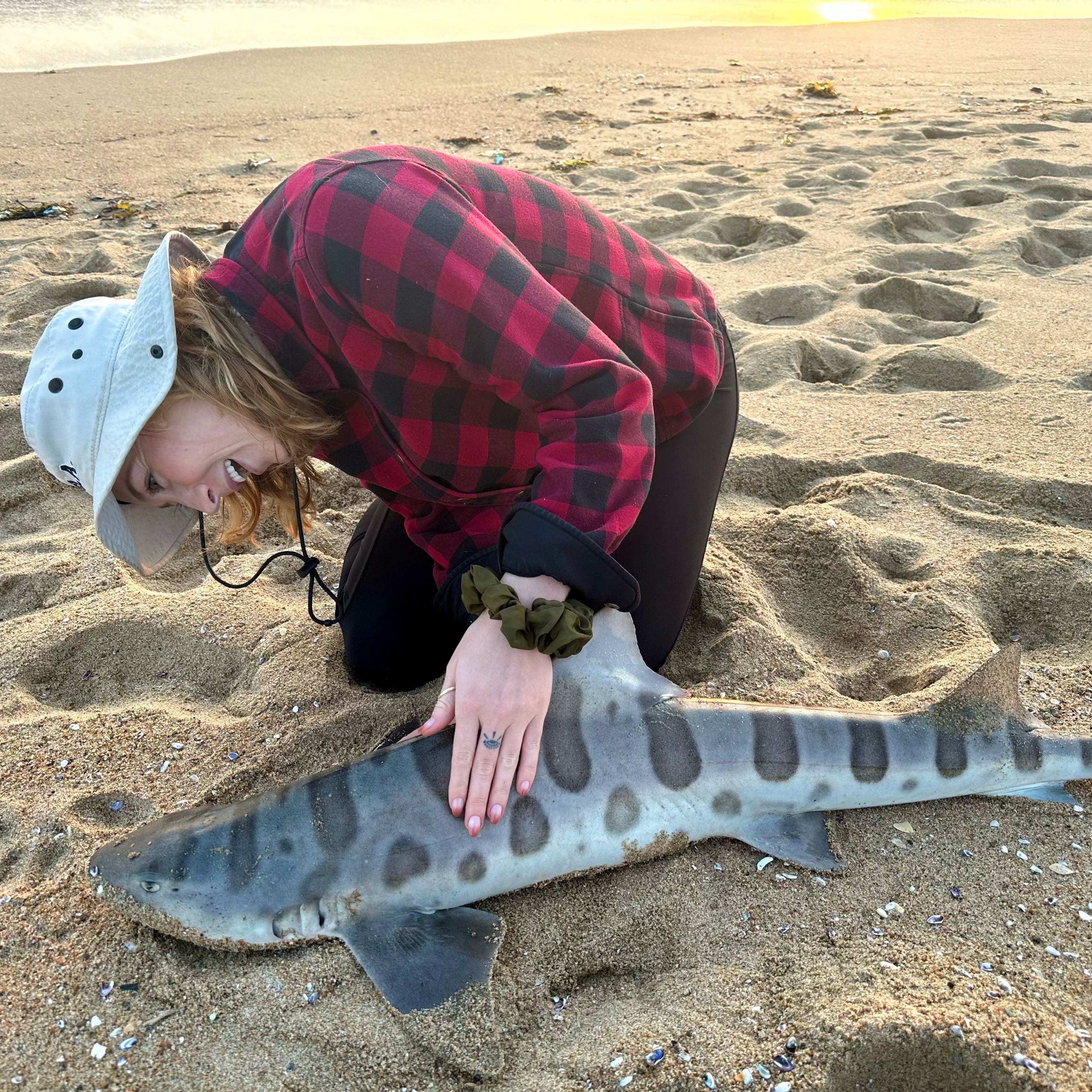 Leopard shark fishing in Huntington Beach