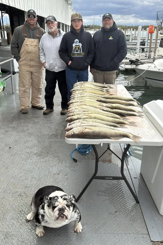 Fresh caught fish displayed on cleaning table at marina dock in Traverse City MI with fishing group
