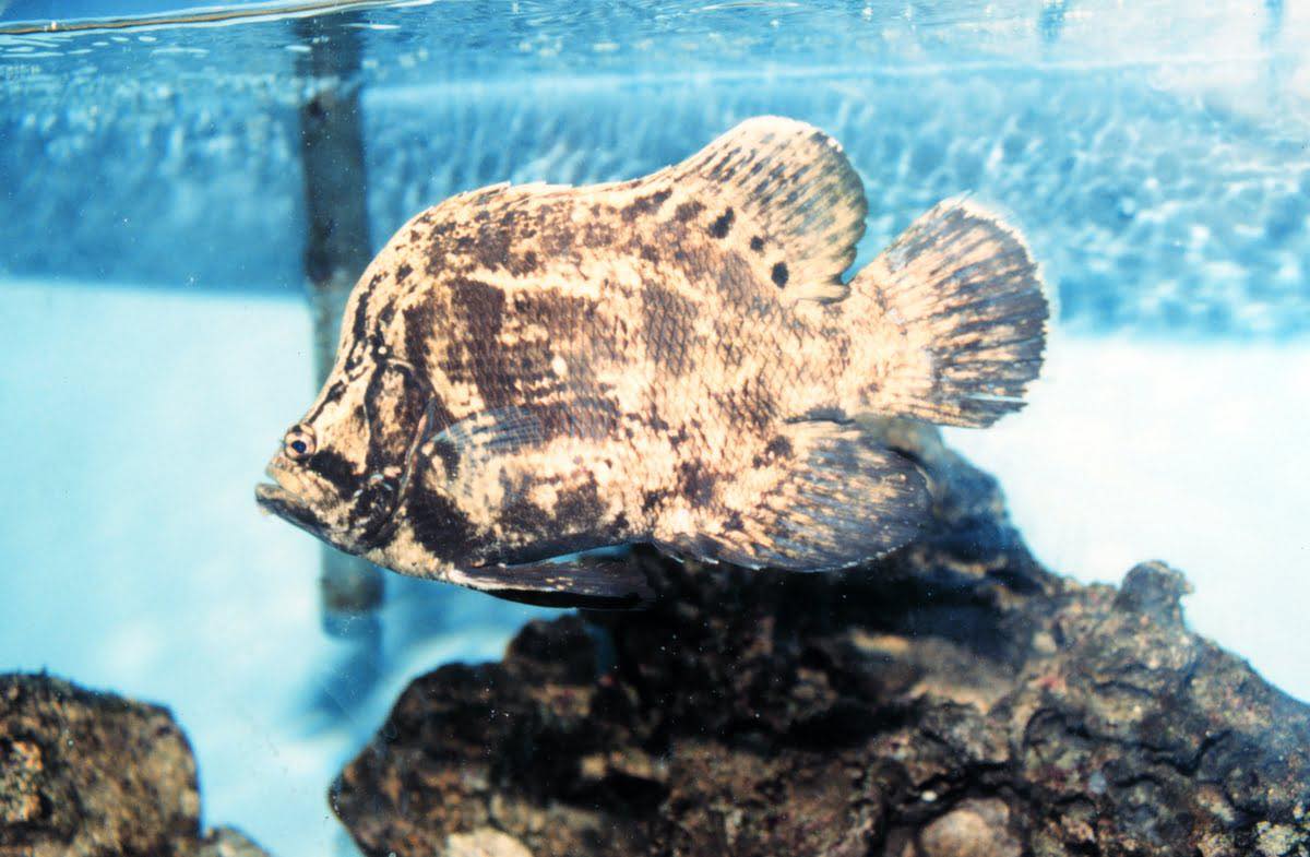 Tripletail fish caught while fishing in FL