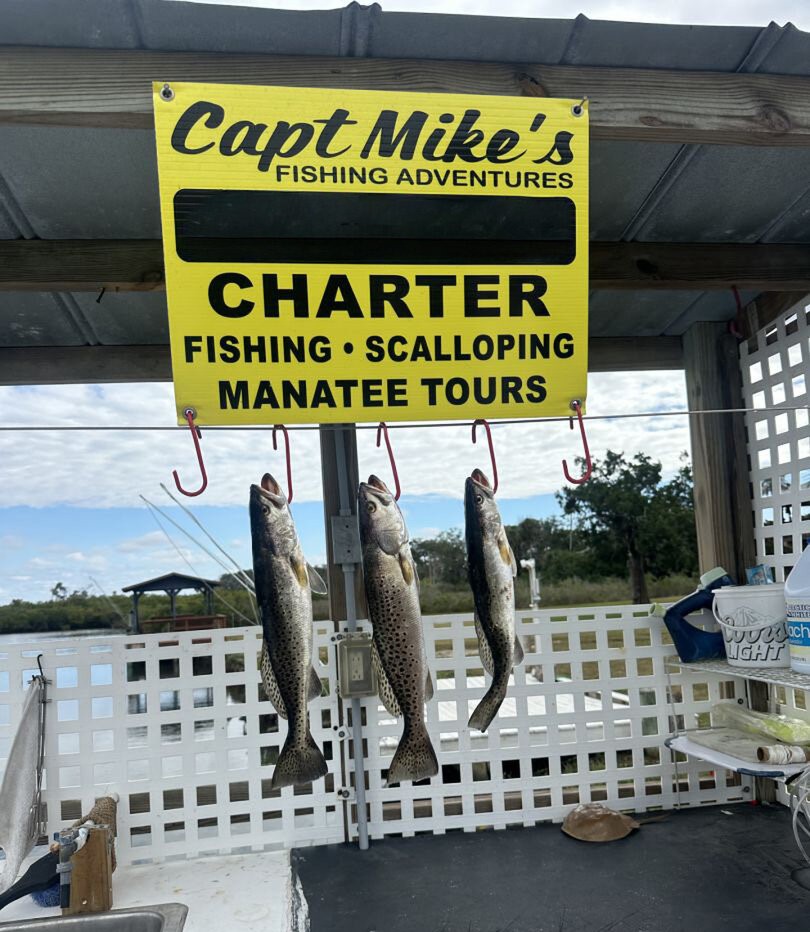 Three speckled trout hanging from hooks on charter boat display board in Crystal River FL