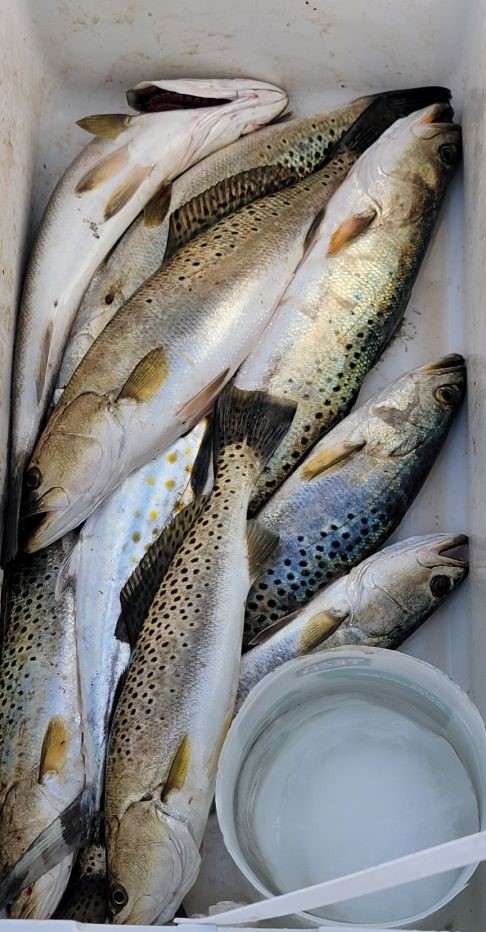 Fresh caught speckled trout in cooler from Crystal River FL fishing trip