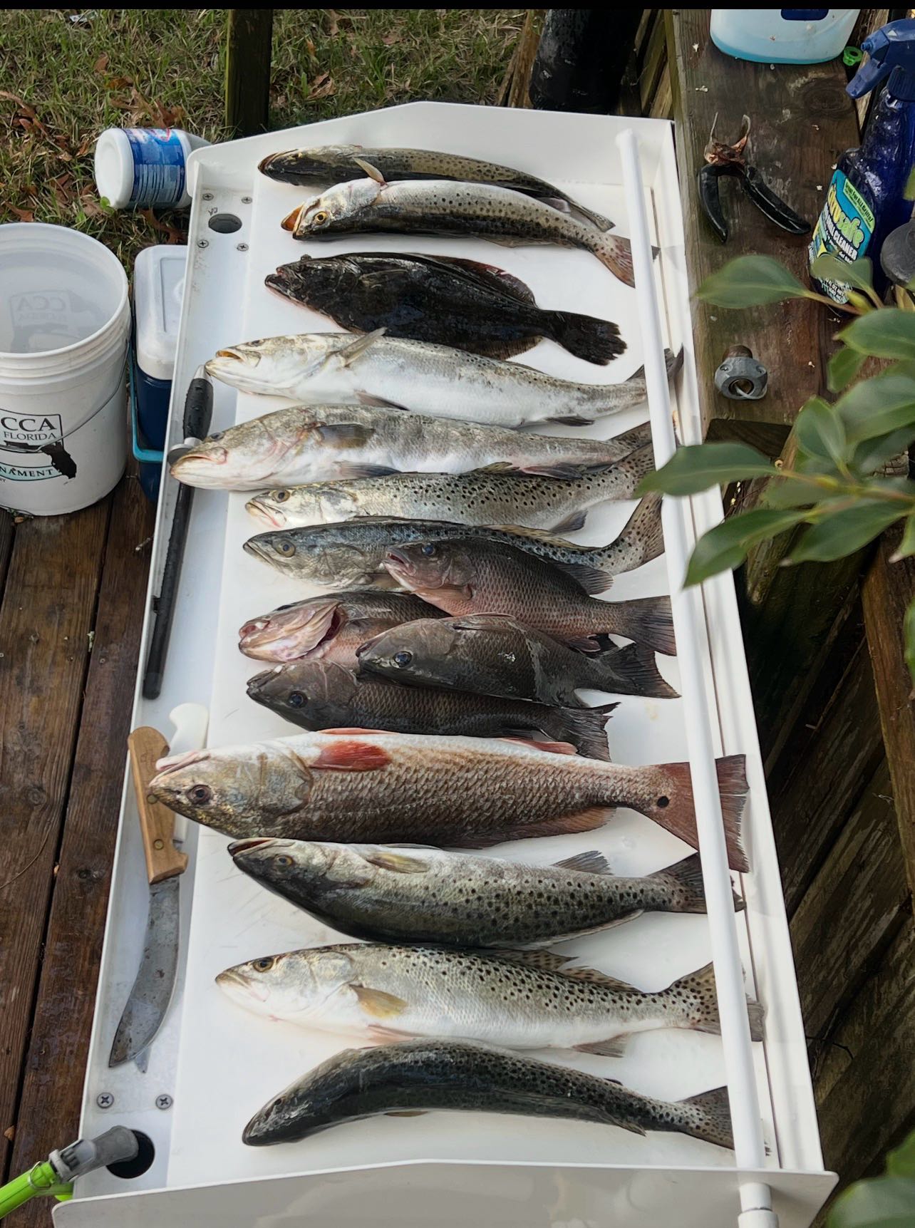 Fresh caught speckled trout, redfish, grey snapper and summer flounder displayed in white fish cleaning station in Spring Hill FL