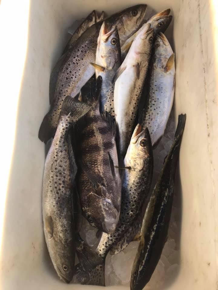 7 spotted weakfish caught in FL