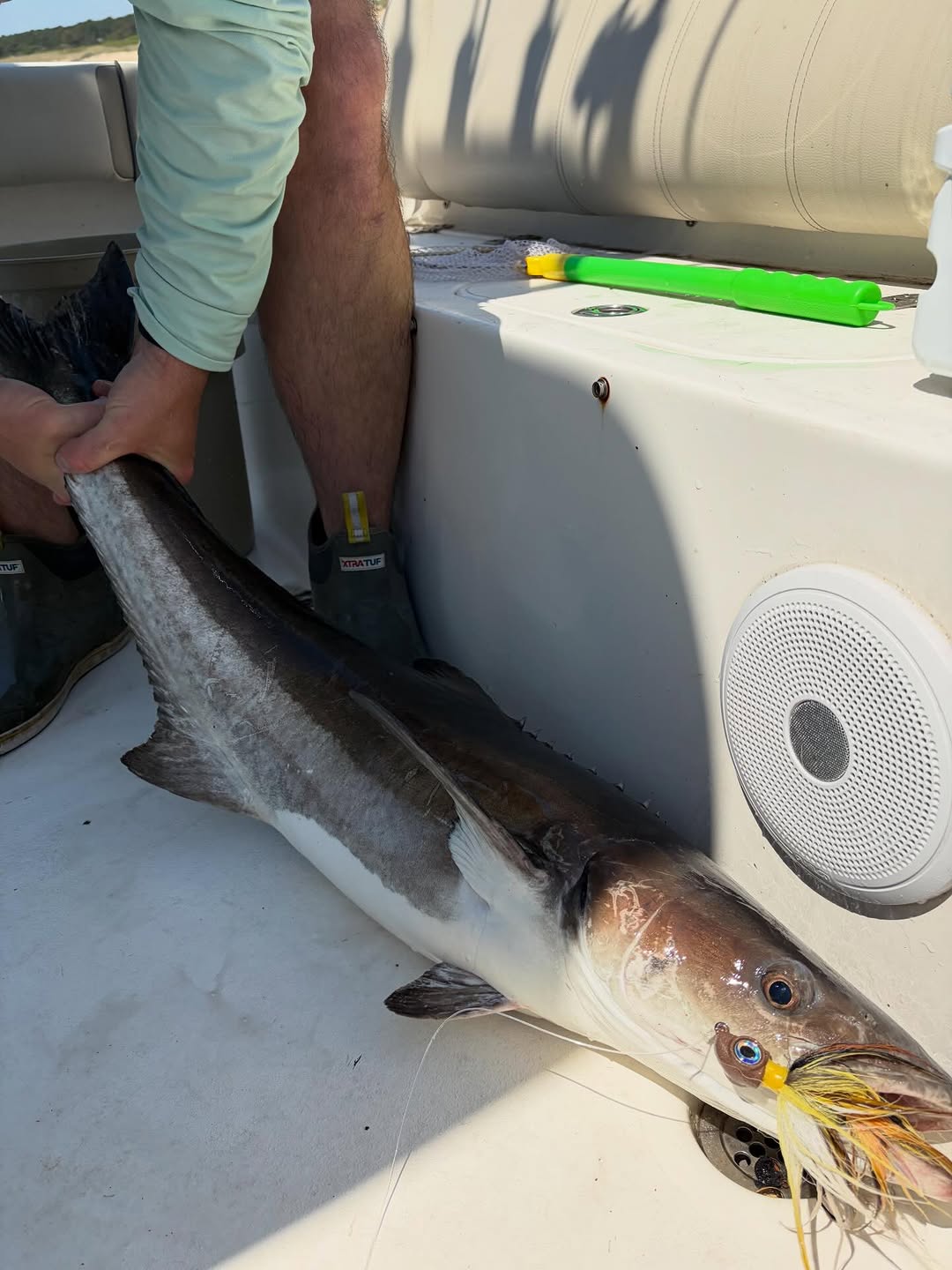 Large cobia fish caught on boat deck in Virginia Beach VA