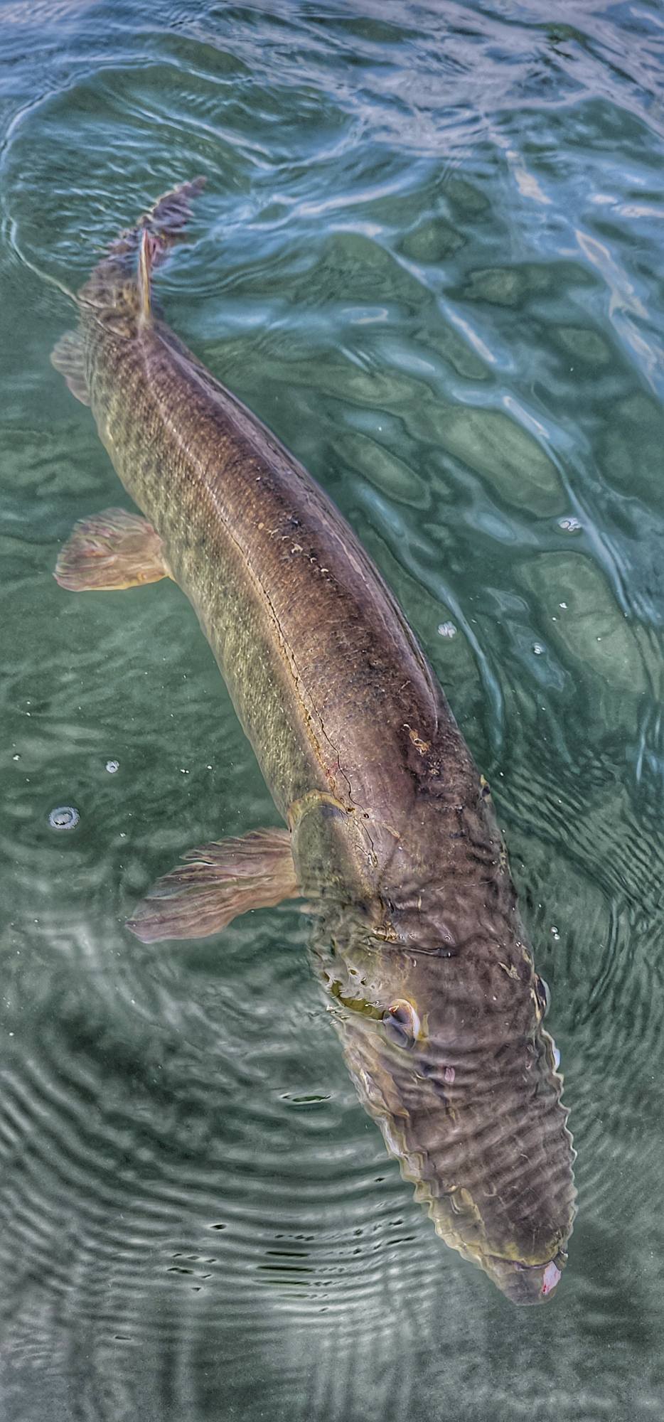 Large fish swimming in clear water near surface in Waukesha WI