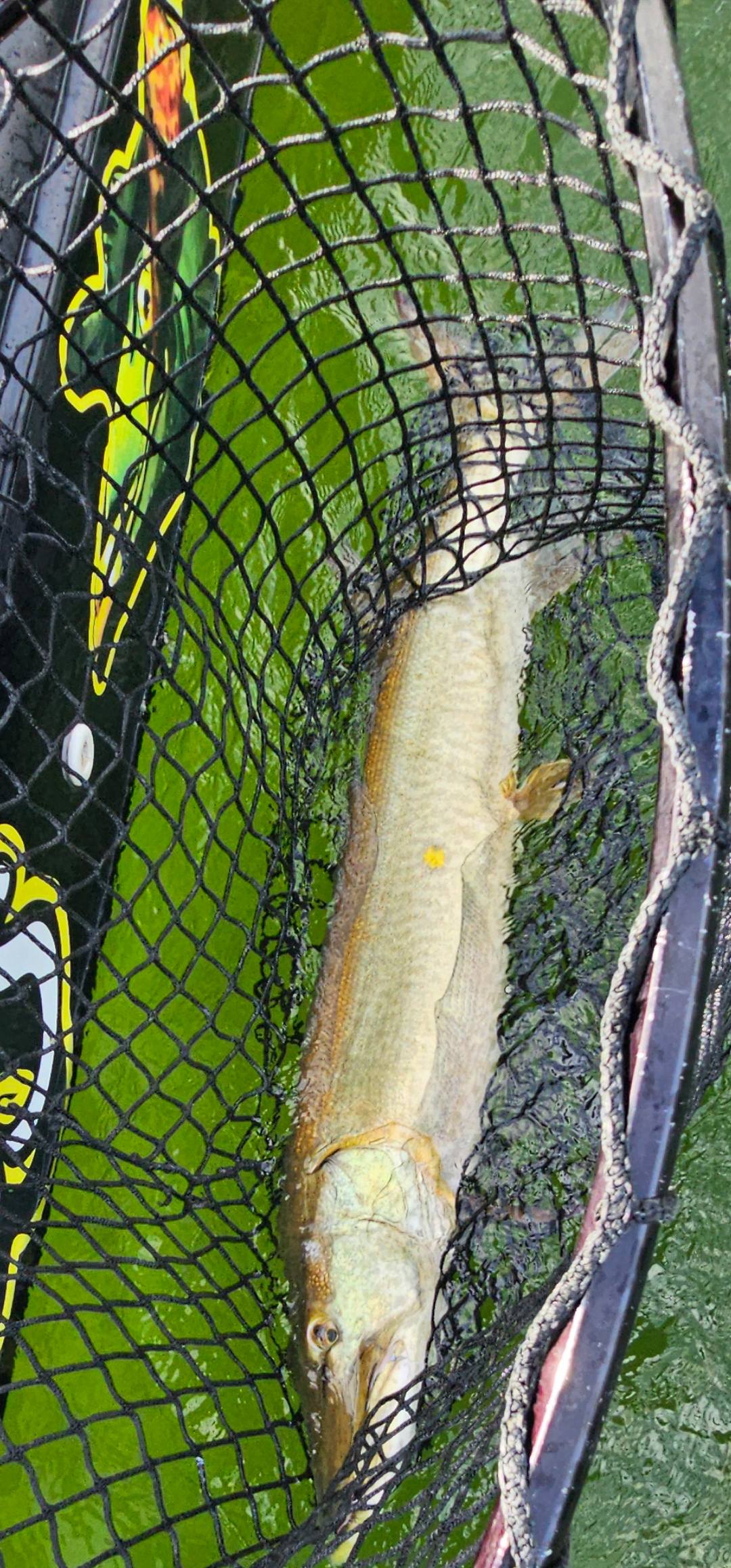 Muskellunge fish caught in fishing net in Waukesha Wisconsin