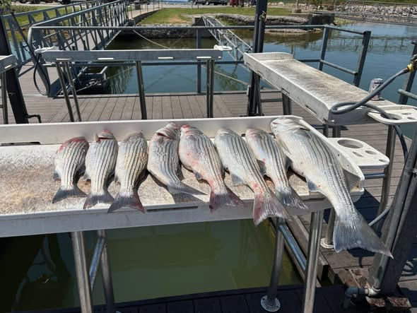 Seven striped bass displayed on cleaning station at Kingston OK marina dock