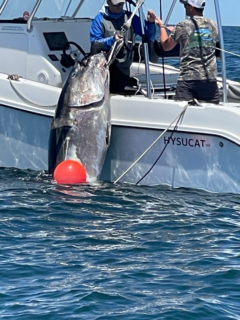Boston Bluefin