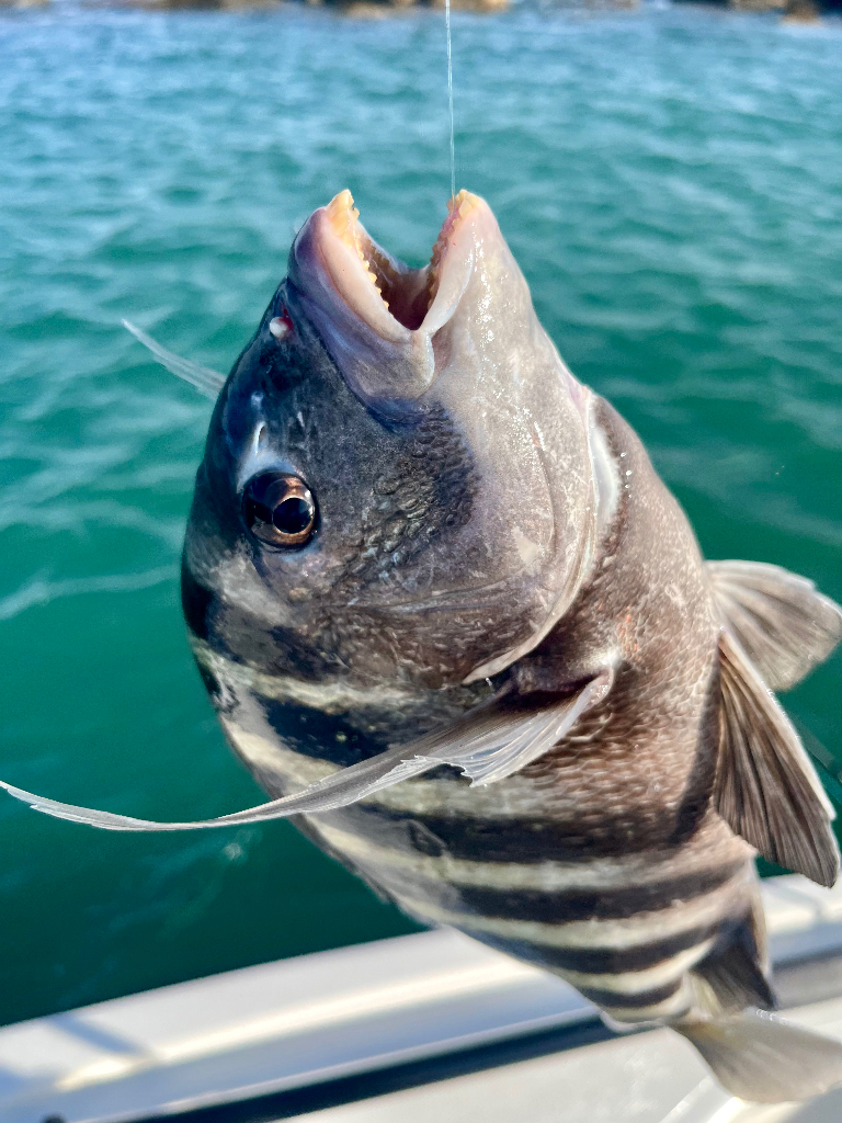 Sheep's Head legit fish out