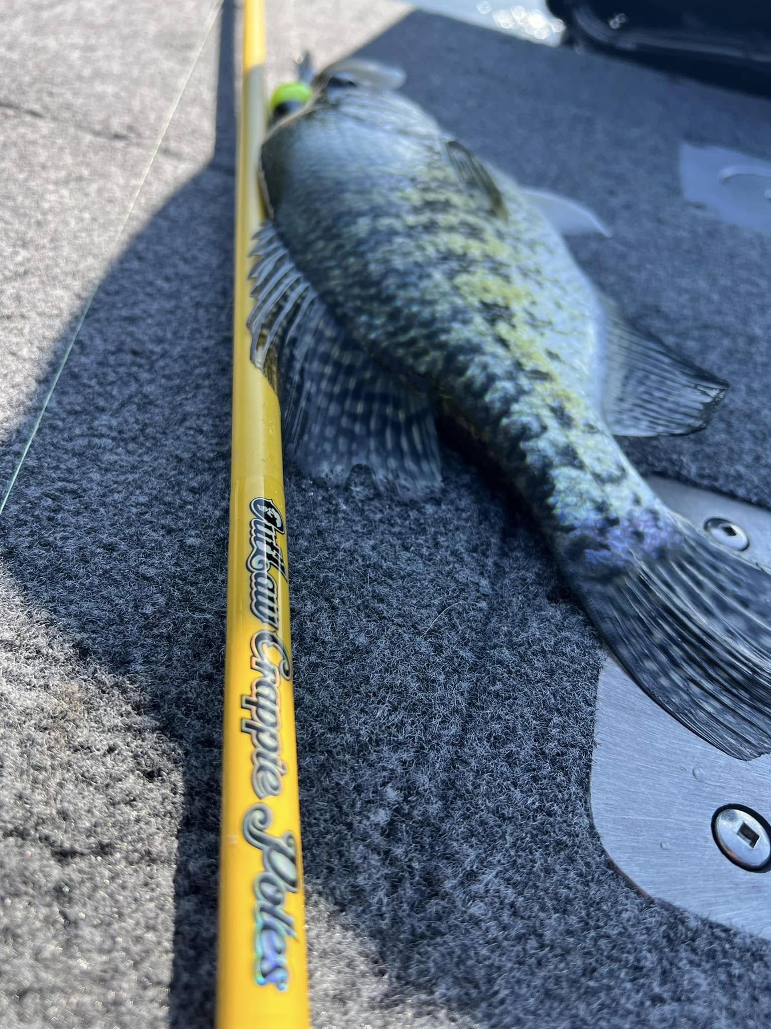 Large bass caught while fishing in Bolivar Missouri lying next to yellow fishing rod on boat deck