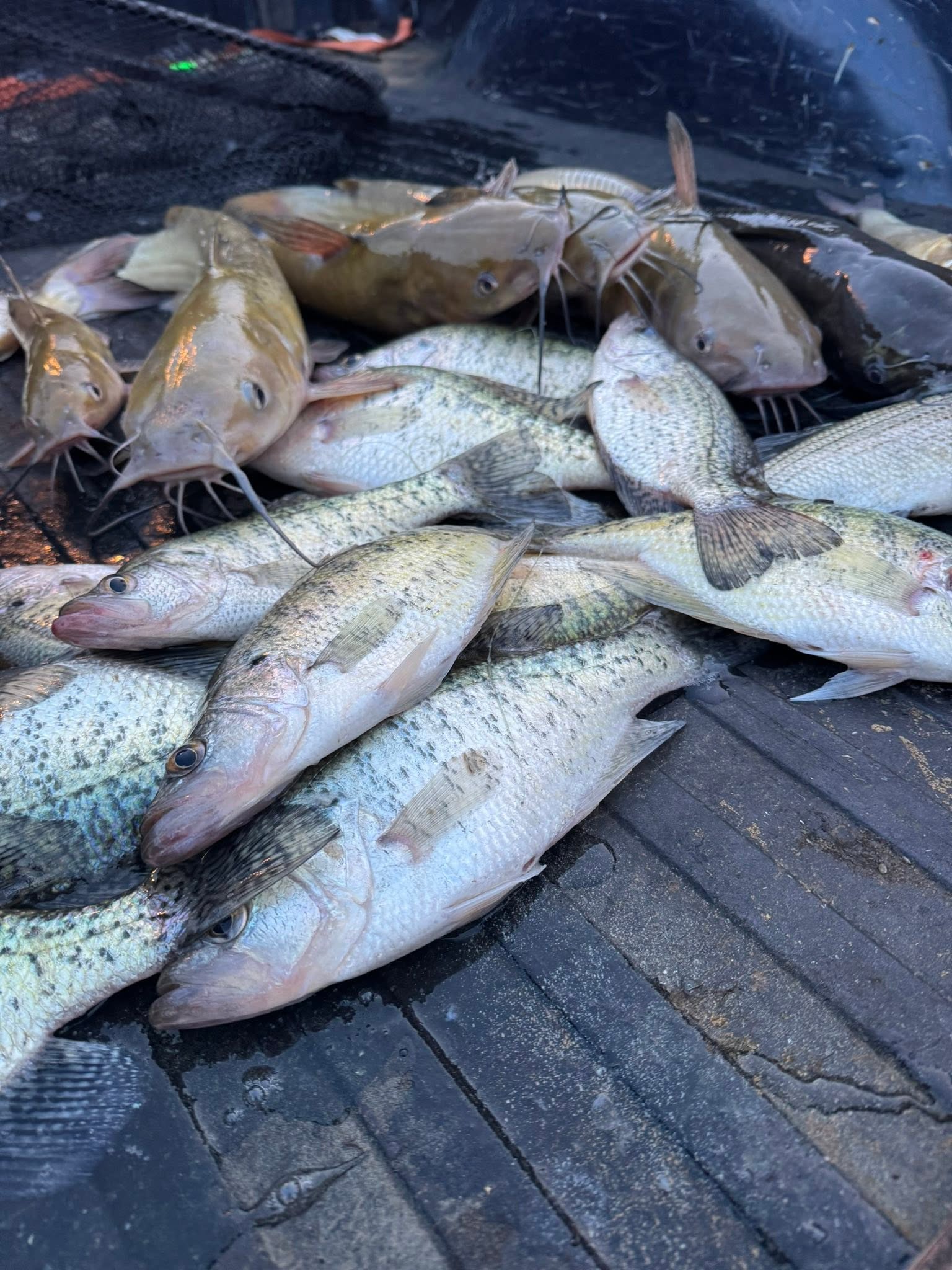 Fresh caught crappie and catfish on wooden dock in Bolivar Missouri