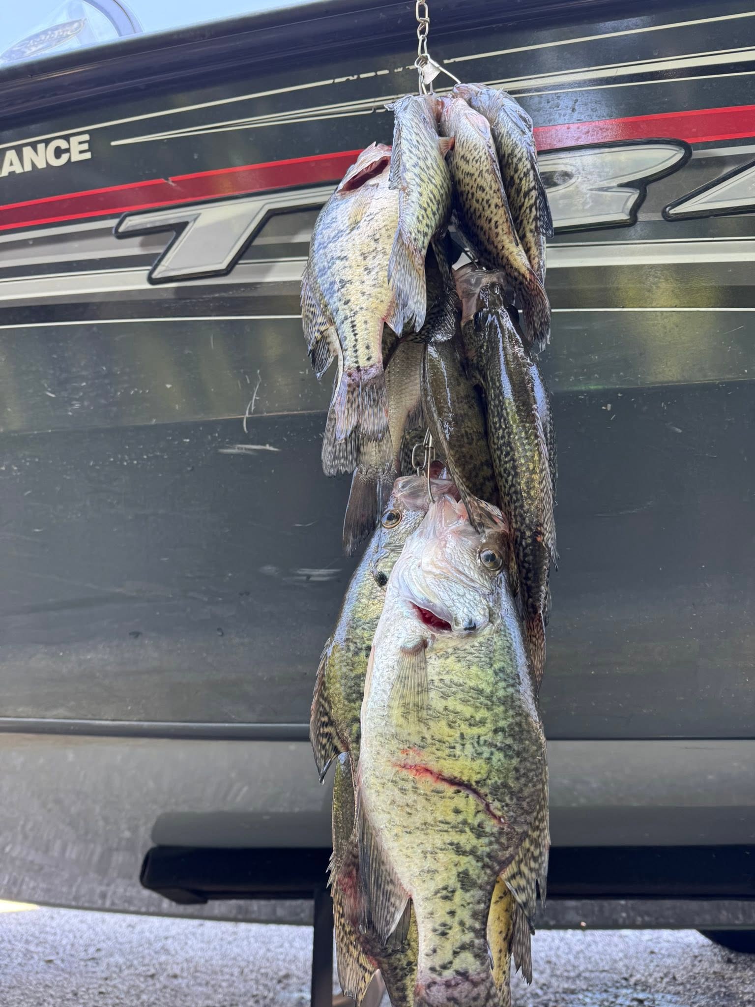String of freshly caught fish hanging from boat in Bolivar Missouri