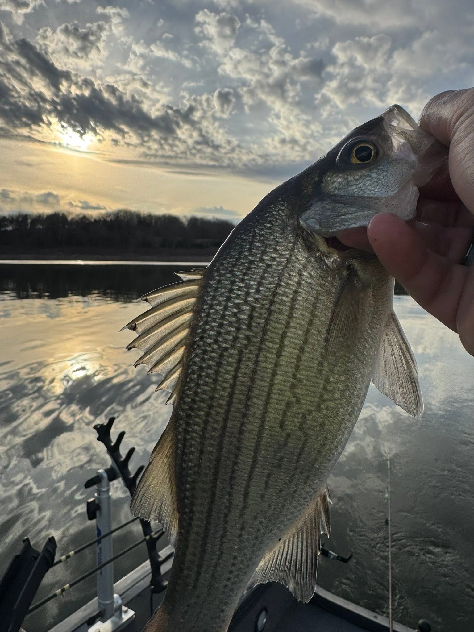 White bass caught while fishing in Bolivar MO held against sunset lake backdrop