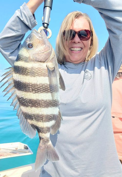 Sheepshead fish caught while fishing in Homosassa