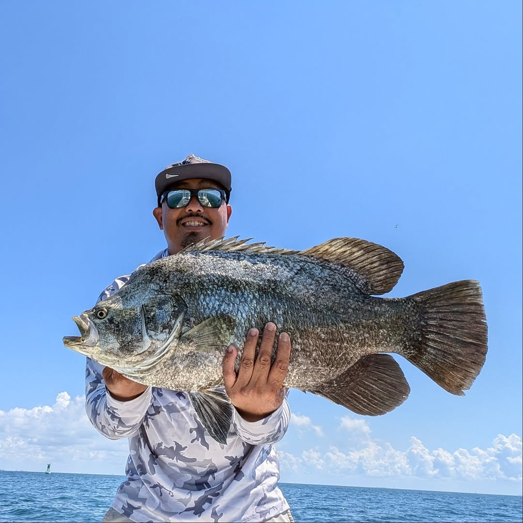 Tripletail fish catch displayed on fishing boat in St. Petersburg FL waters
