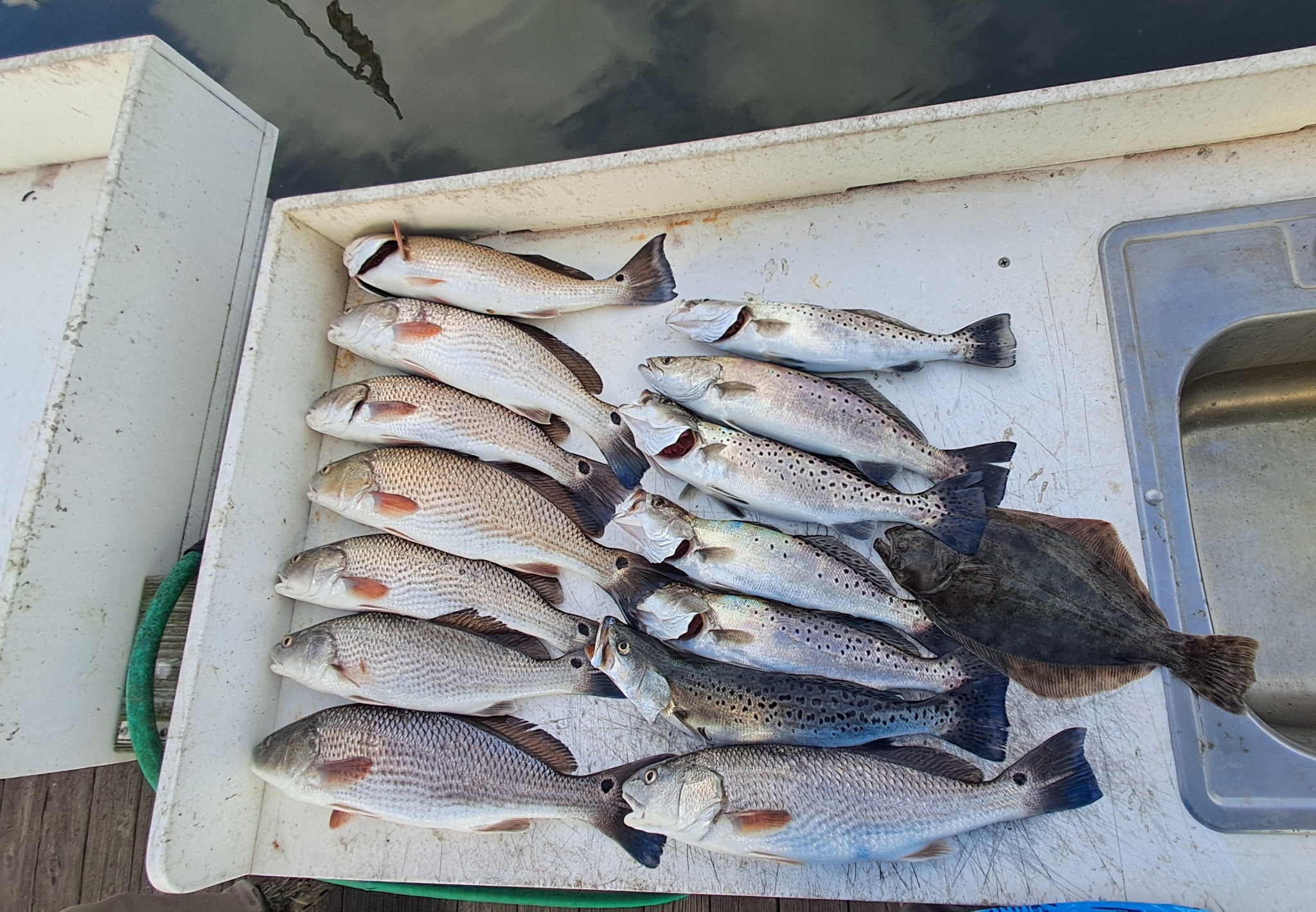 8 redfish and spotted weakfish caught in GA