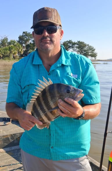 Freshly caught sheepshead fish being held on fishing boat in Ludowici GA