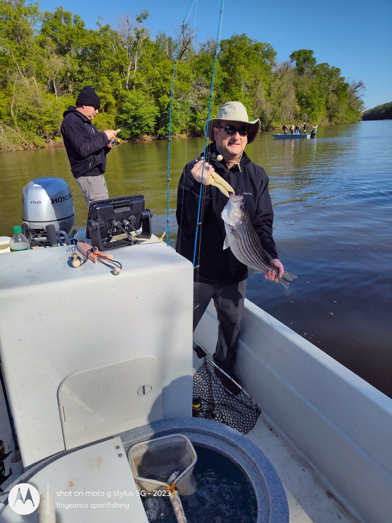 Freshly caught striped bass being held on fishing boat in Frisco NC waters